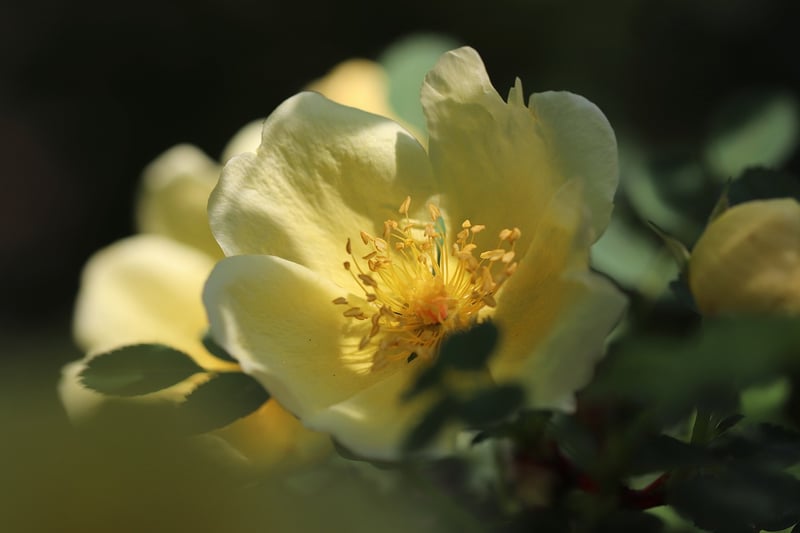 Rose Skincare